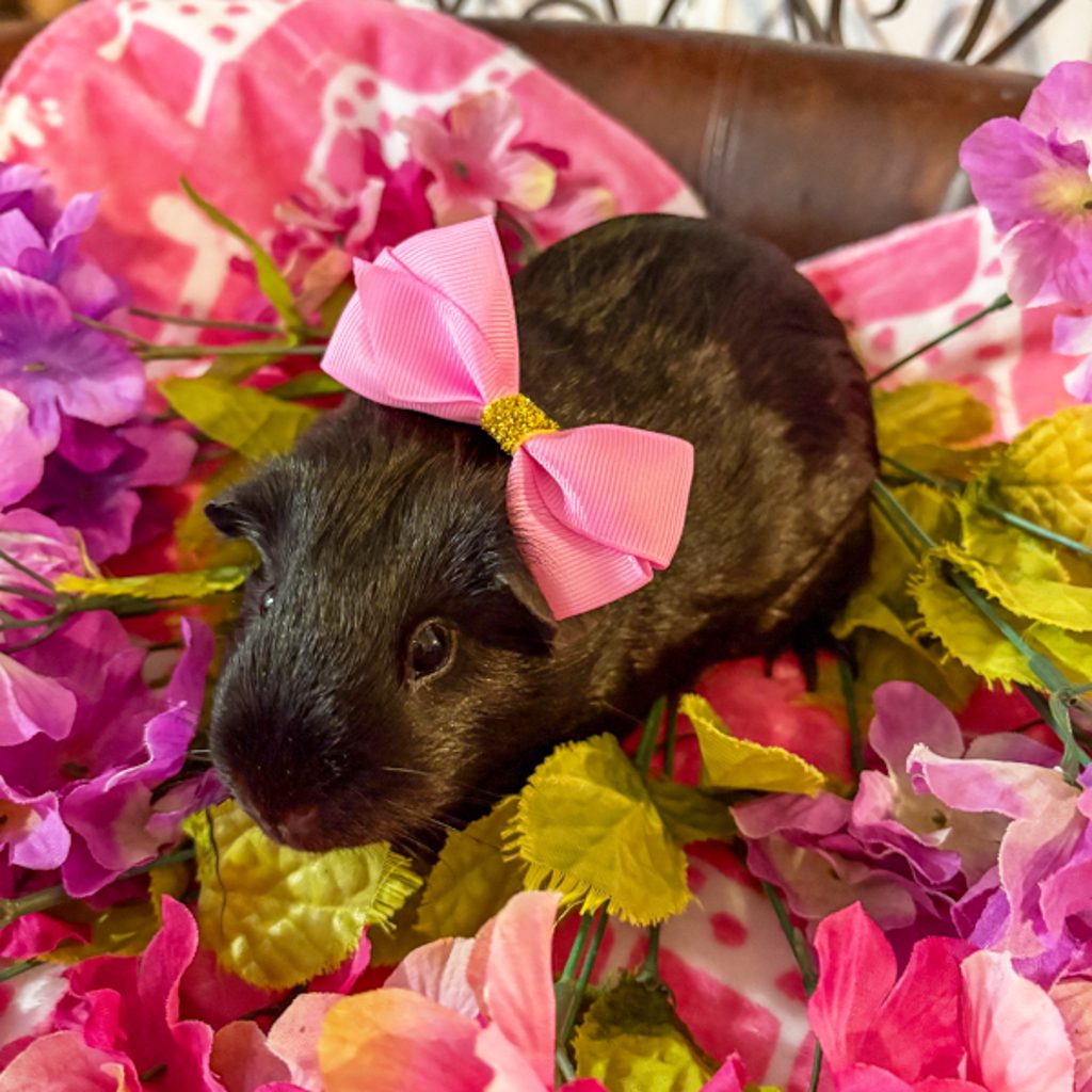 Raven -- Bonded Buddy With Zuzu