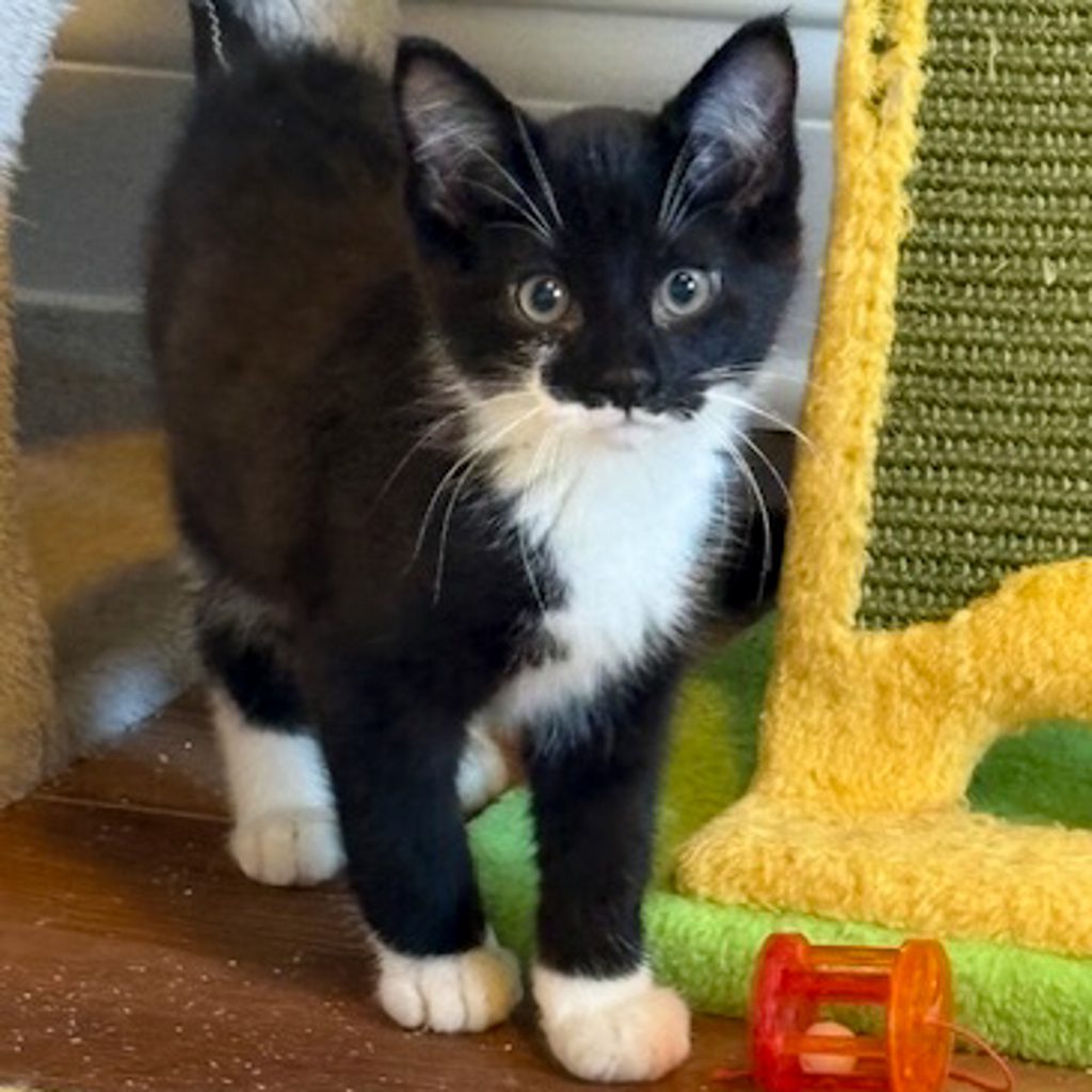 Reisling -- Bonded Buddy With Merlot