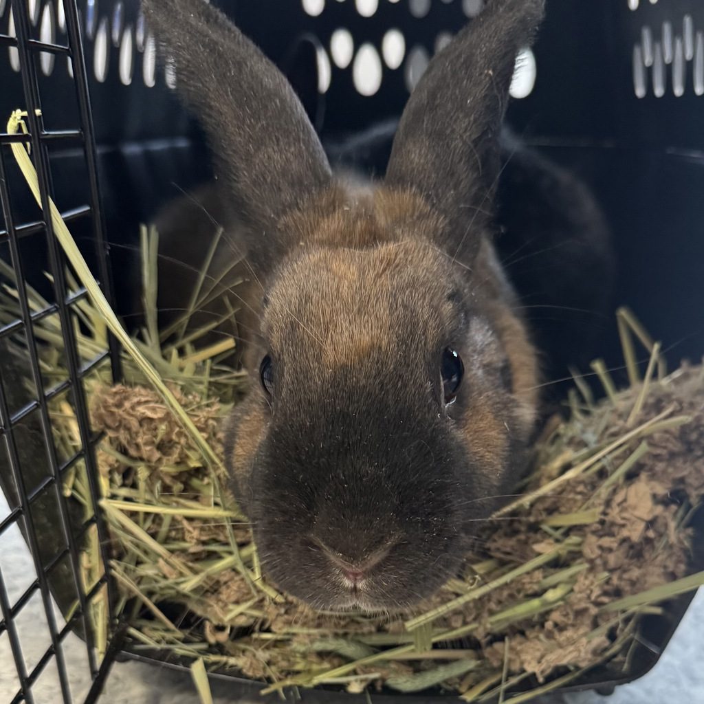 Skips -- Bonded Buddy With Jessica