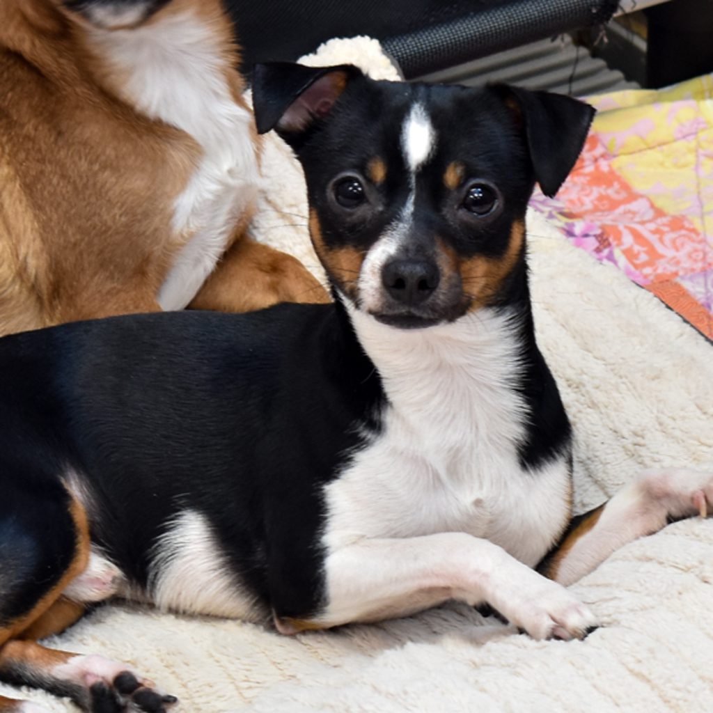 Sky -- Bonded Buddy With Precious