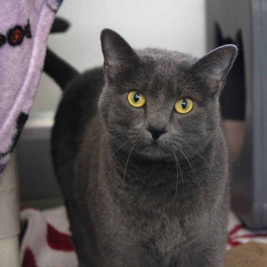 Sonic -- Bonded Buddy With Mario