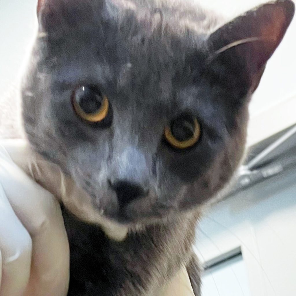 Sonic -- Bonded Buddy With Mario