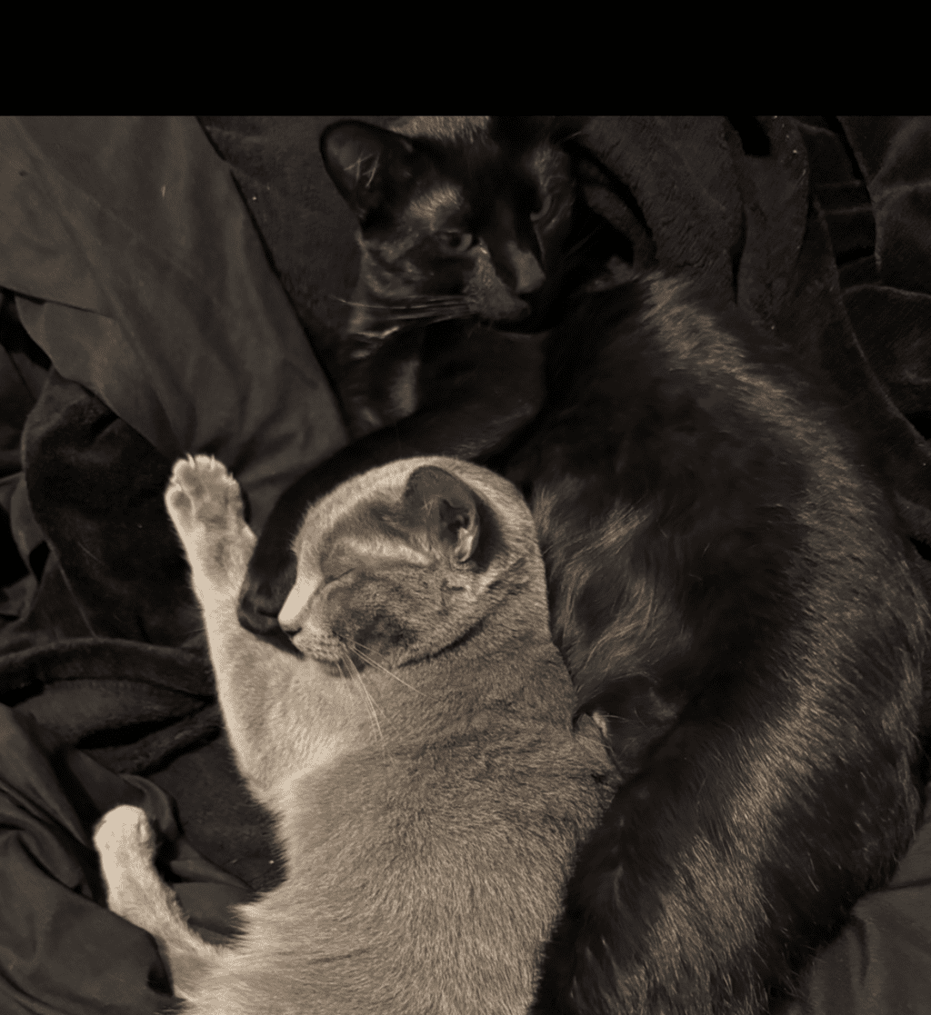 Sonic -- Bonded Buddy With Mario