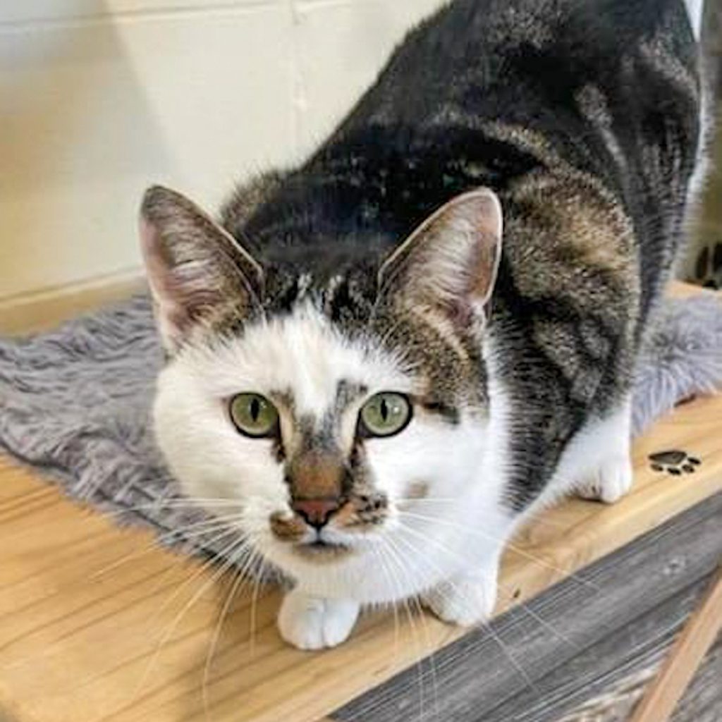 Sparrow -- Bonded Buddies With Max