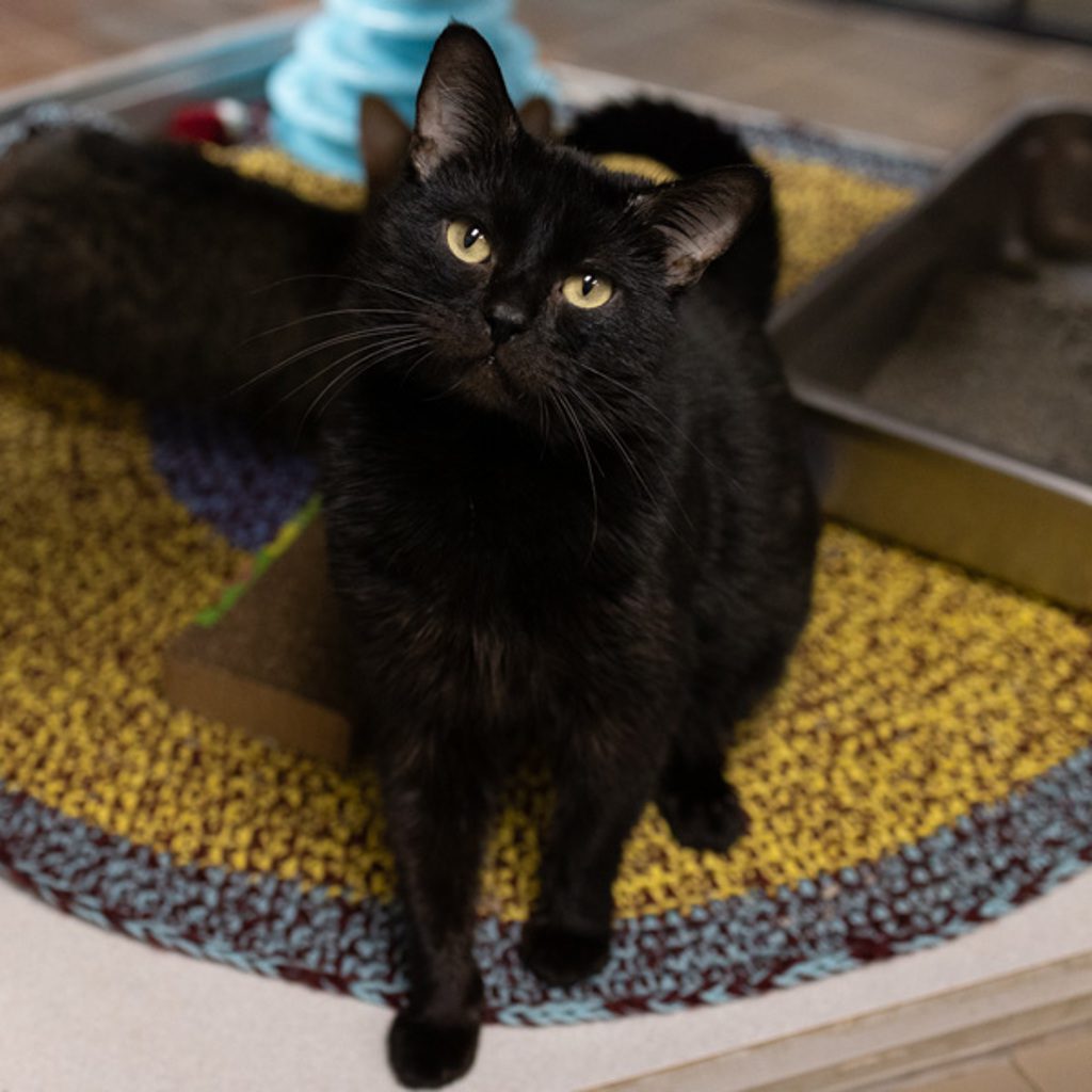 Titan -- Bonded Buddy With Tiny