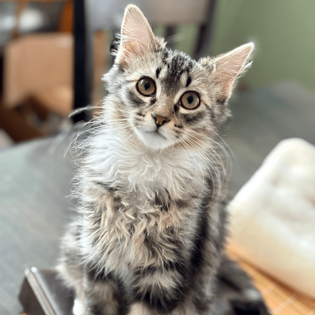 Yukon Cornelius -- Bonded Buddy With Peppermint