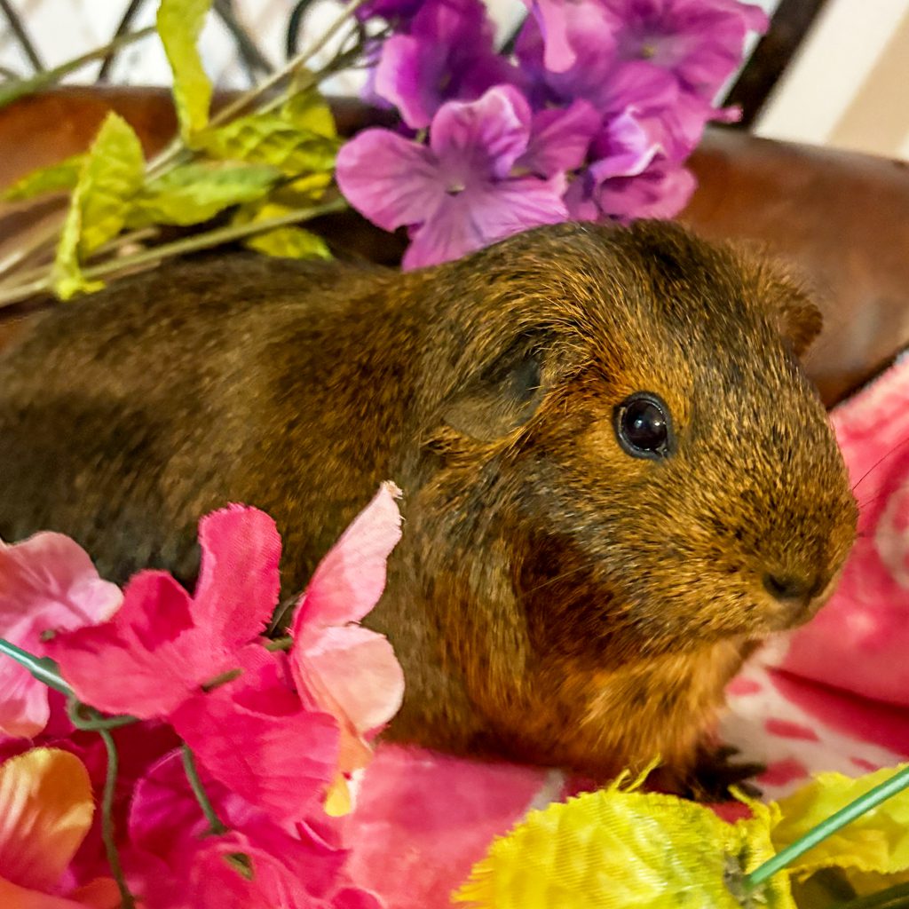 Zuzu -- Bonded Buddy With Raven