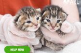 0423_KittenSeason_eappeal_HeaderV2