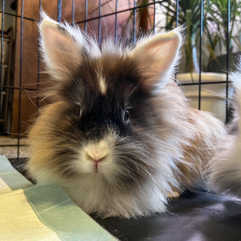 Amelia Bedelia -- Bonded Buddy With Fancy Nancy