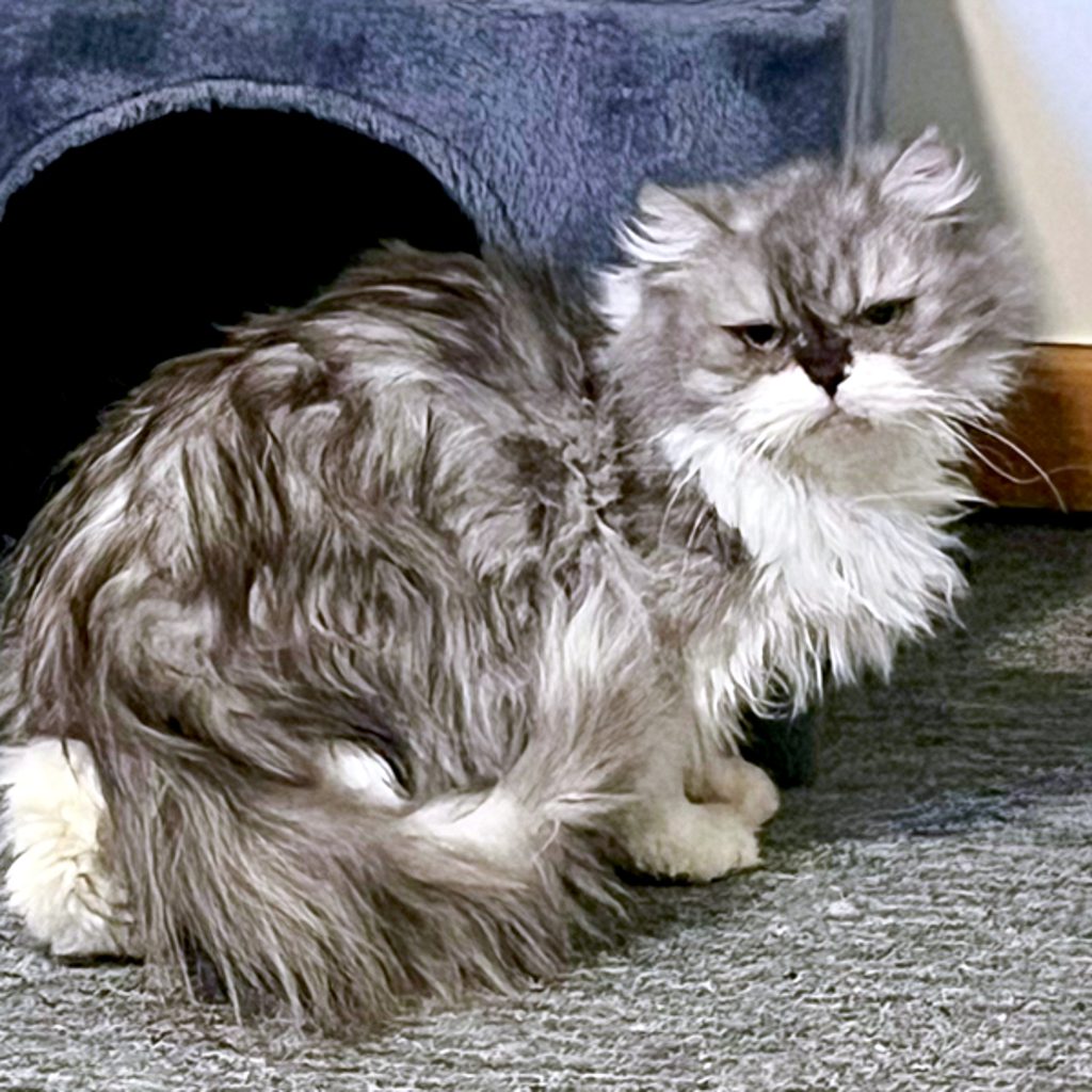 Amelia -- Bonded Buddies With Lulu & Shermie