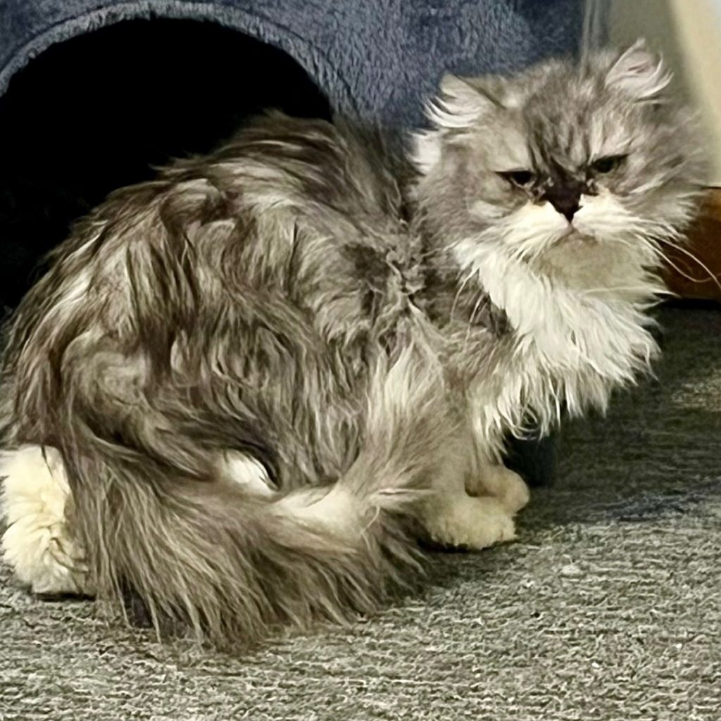 Amelia -- Bonded Buddies With Lulu & Shermie