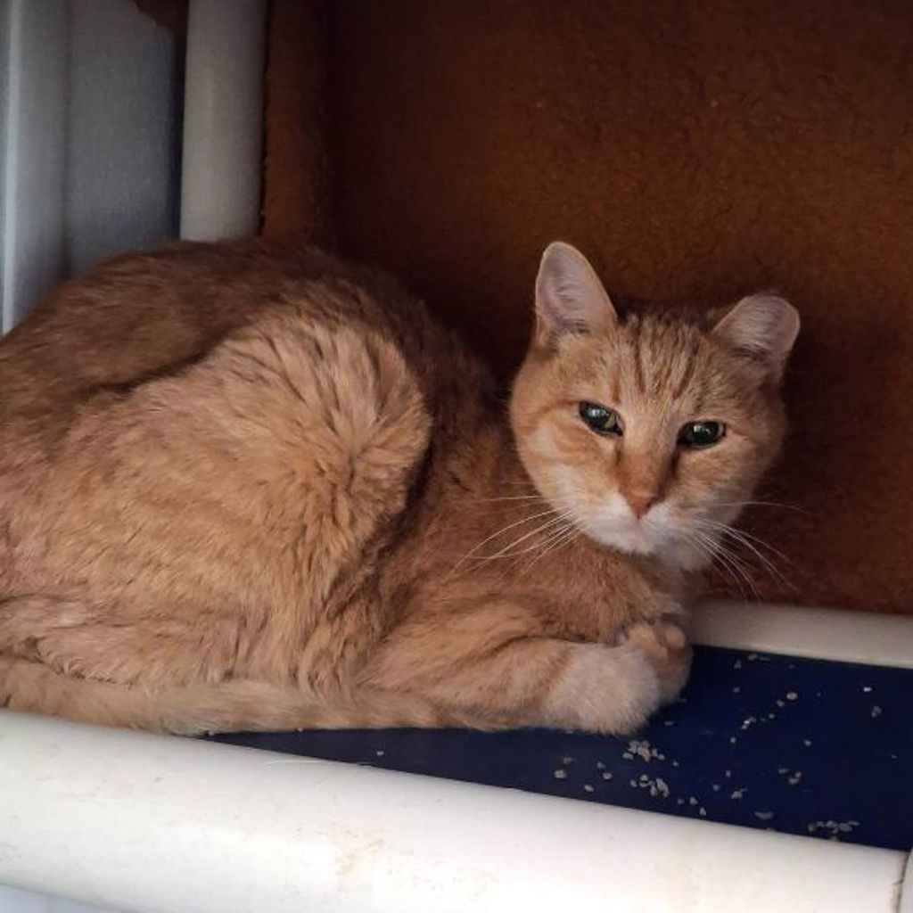 Archie -- Bonded Buddy With Dallas