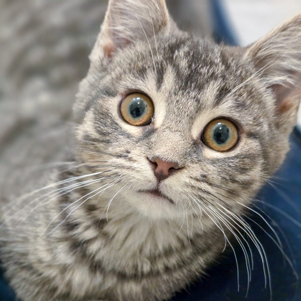 Astrid - Bonded Buddies With Zephyr