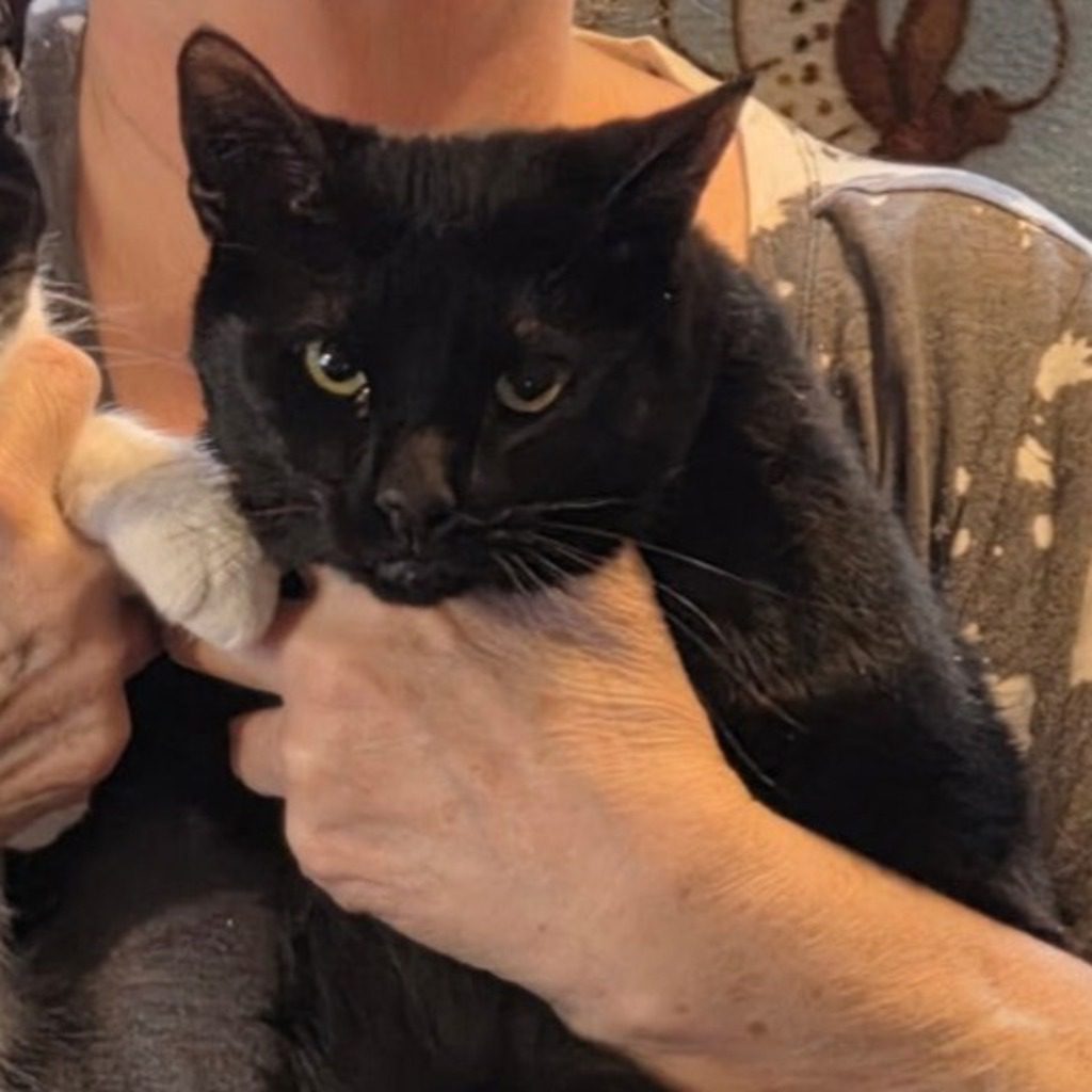 Bat -- Bonded Buddies With Frankie