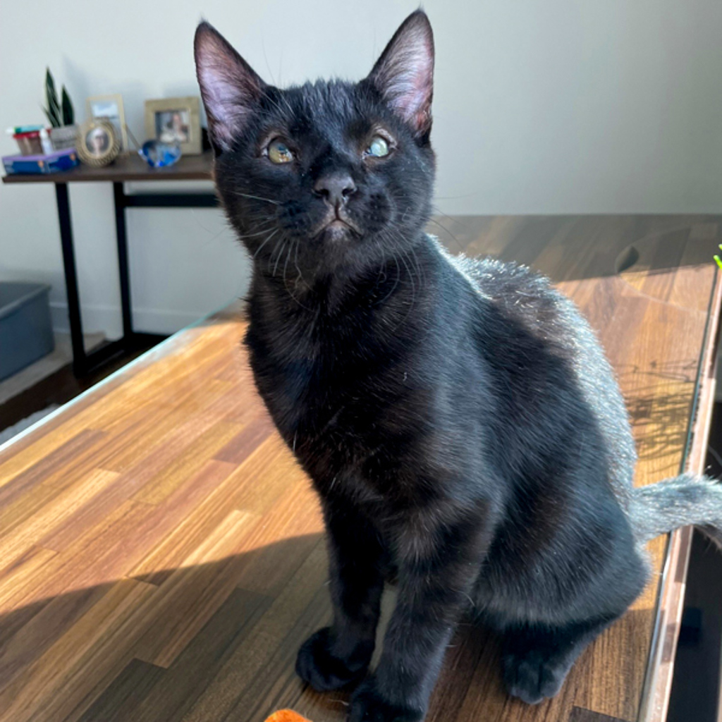 Ben -- Bonded Buddy With Sofi