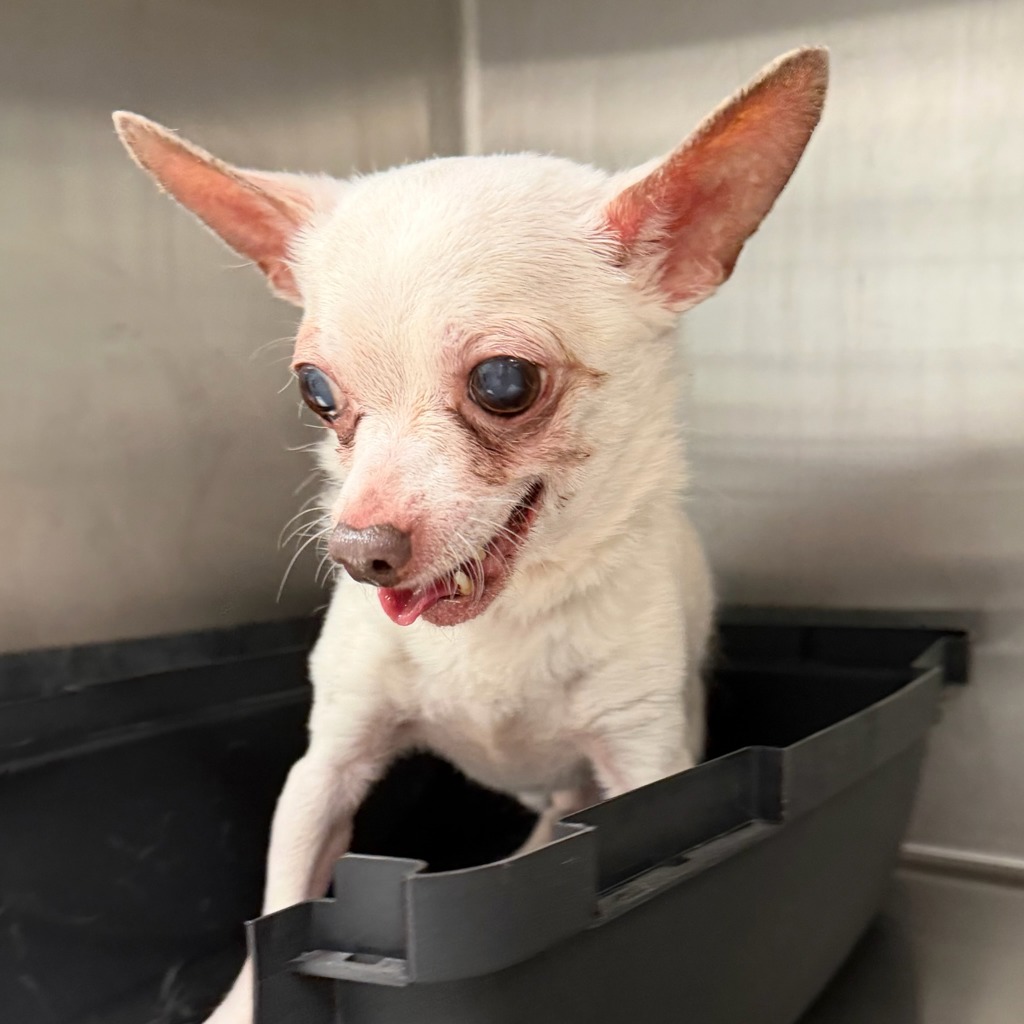 Boog — Bonded Buddy With Elliot