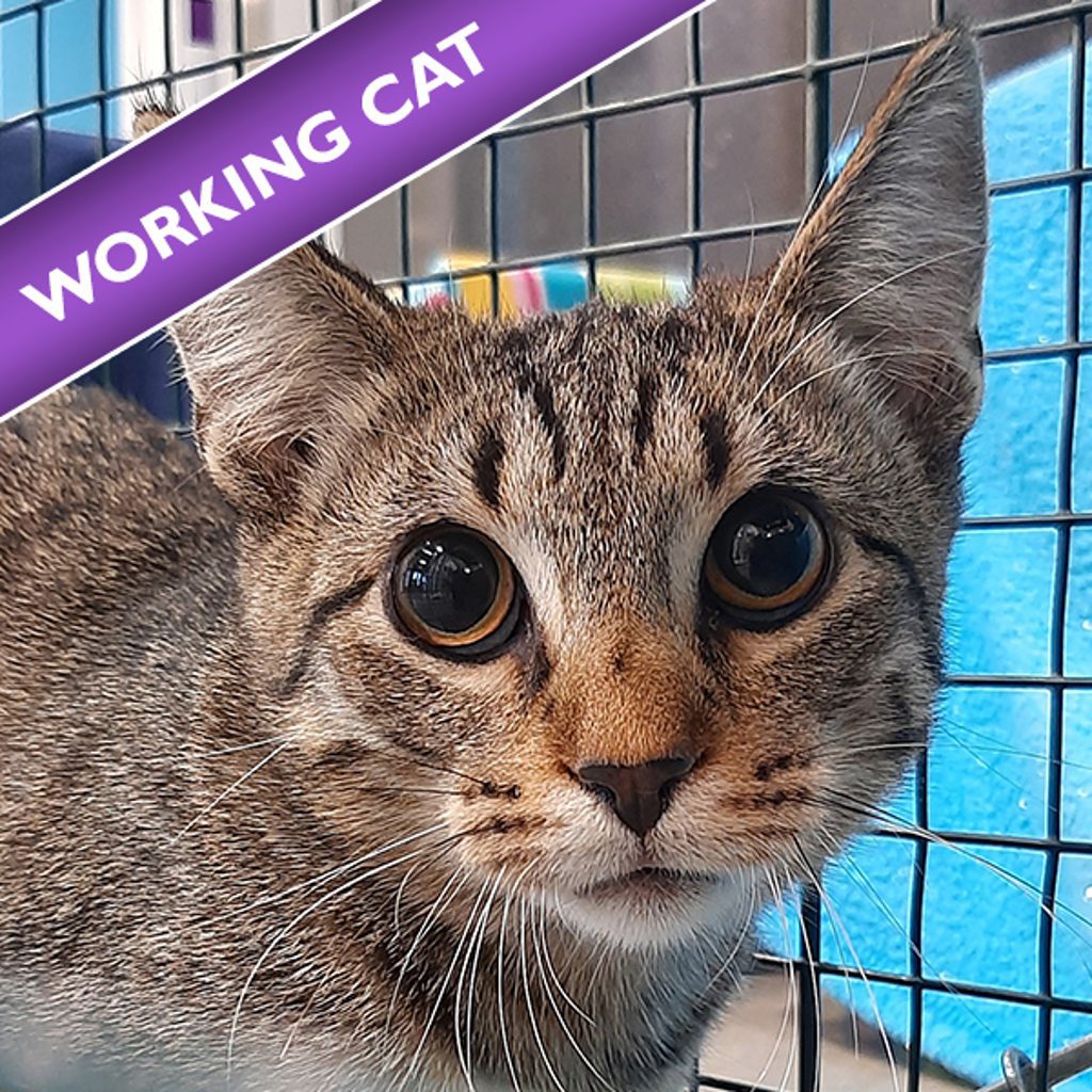 Bridgestone - Bonded With Goodyear