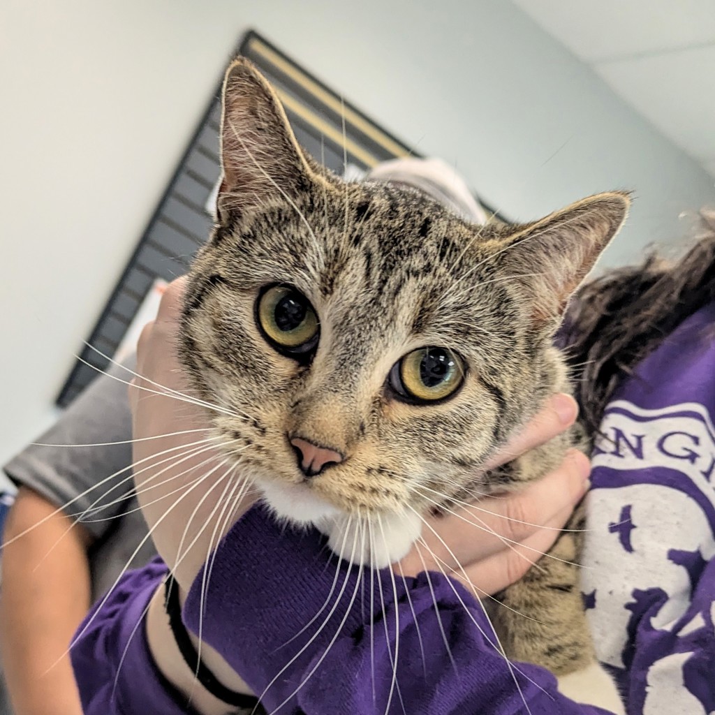 Busy Bee -- Bonded Buddy With Shadow