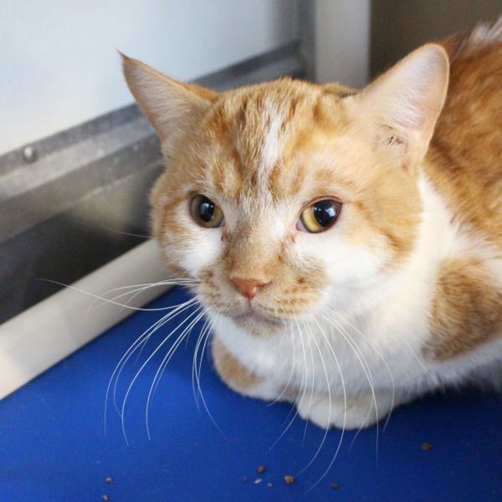 Cabezon -- Bonded Buddy With Pepe