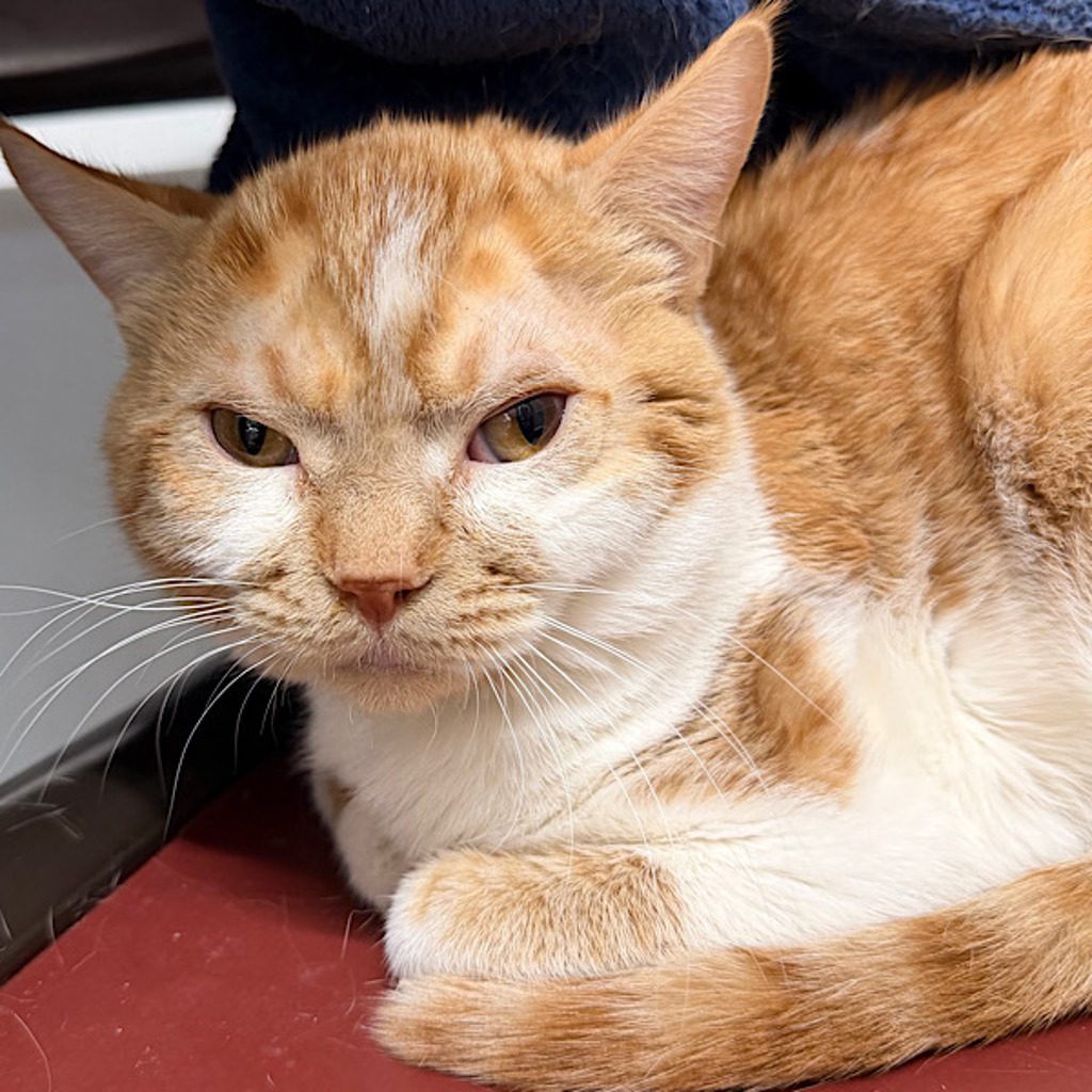 Cabezon -- Bonded Buddy With Pepe