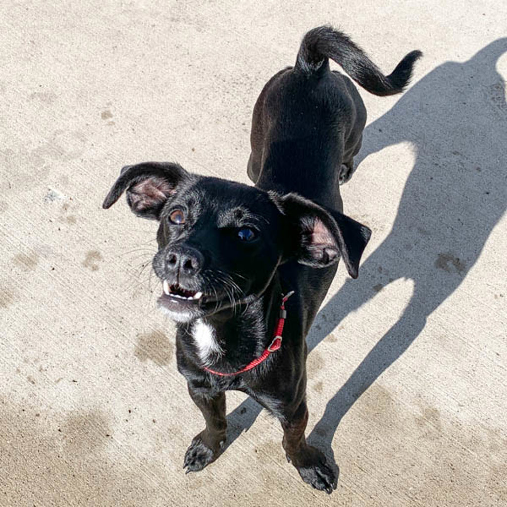 Callie -- Bonded Buddy With Molly