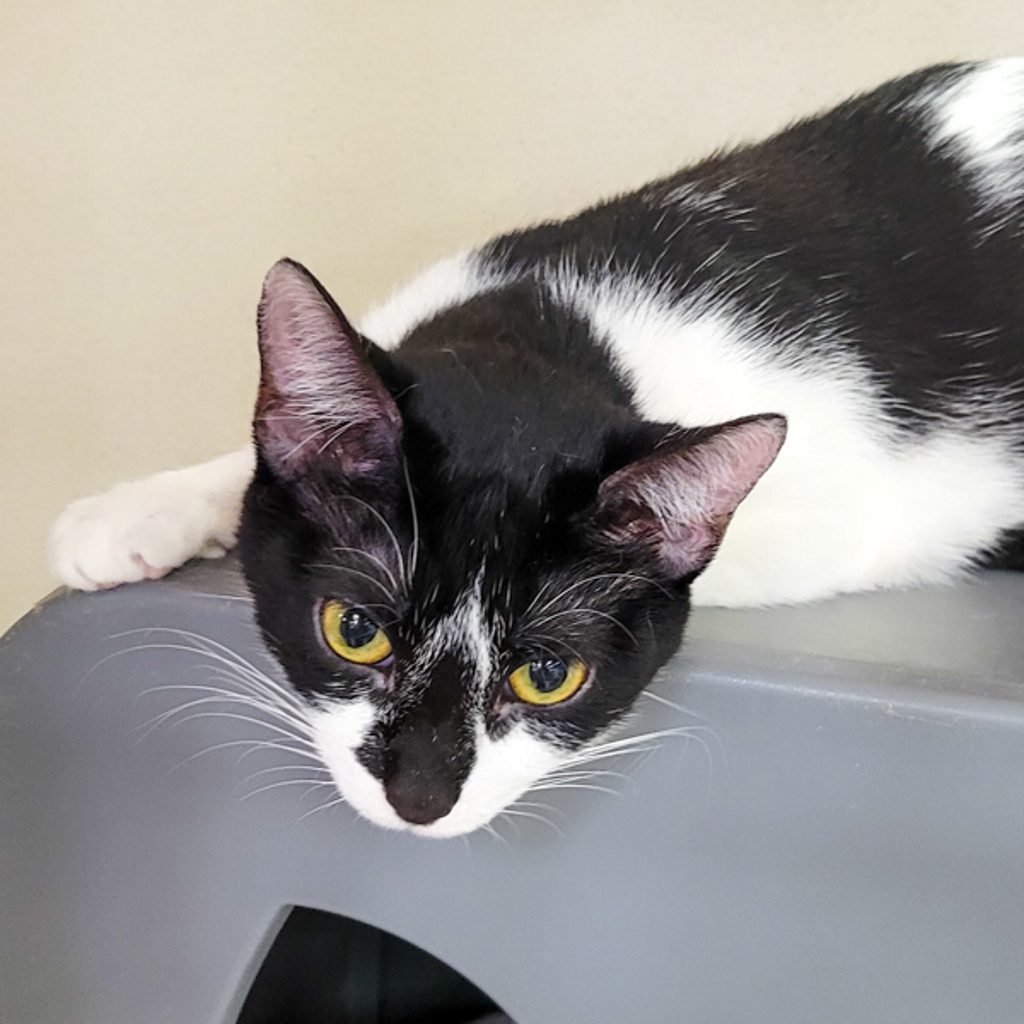 Catarina - Bonded Buddy With Persephone