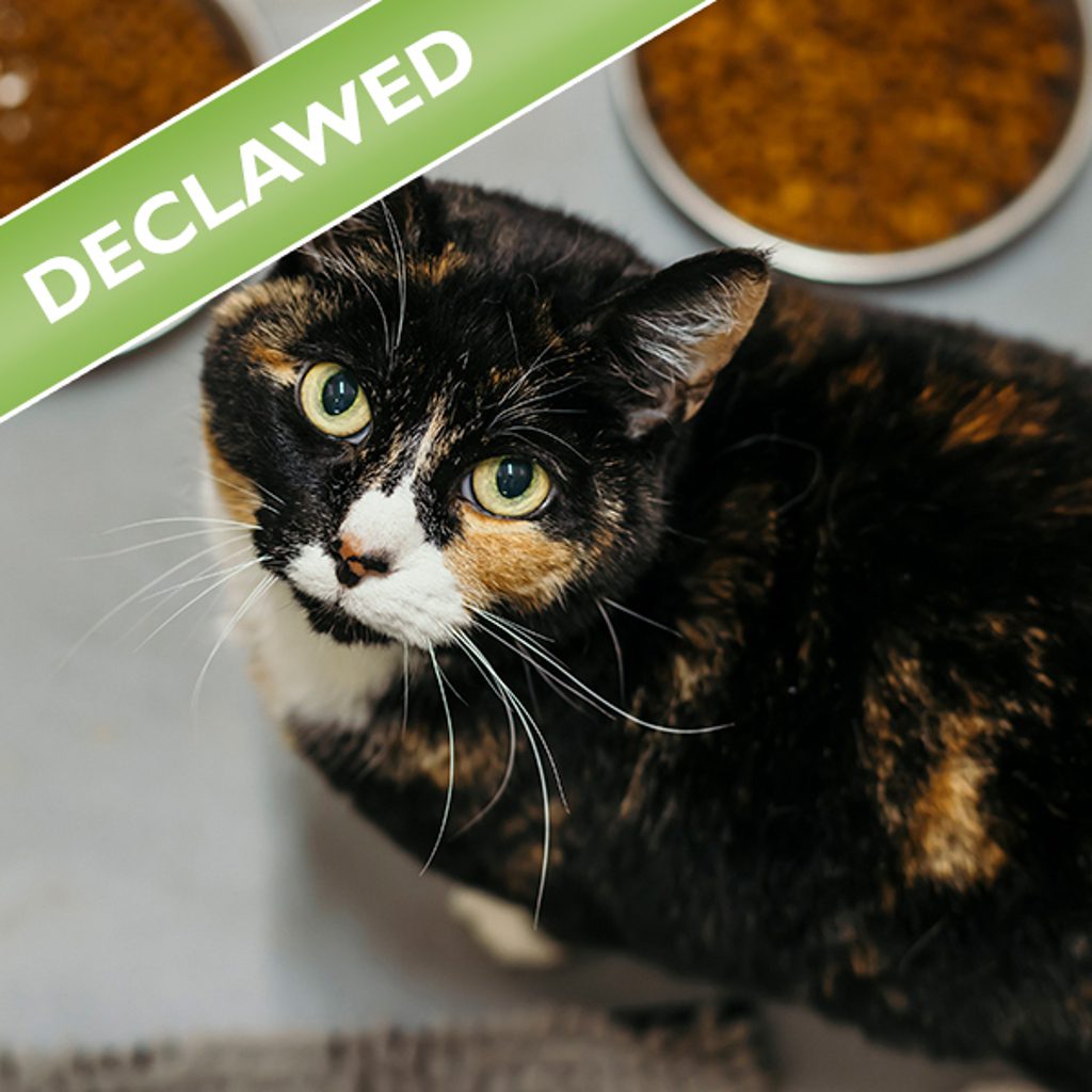 Chatta -- Bonded Buddy With Fuzzy