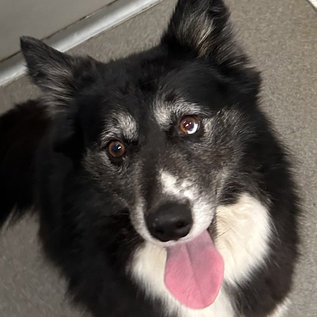 Chrome - Bonded Buddy With Kuna