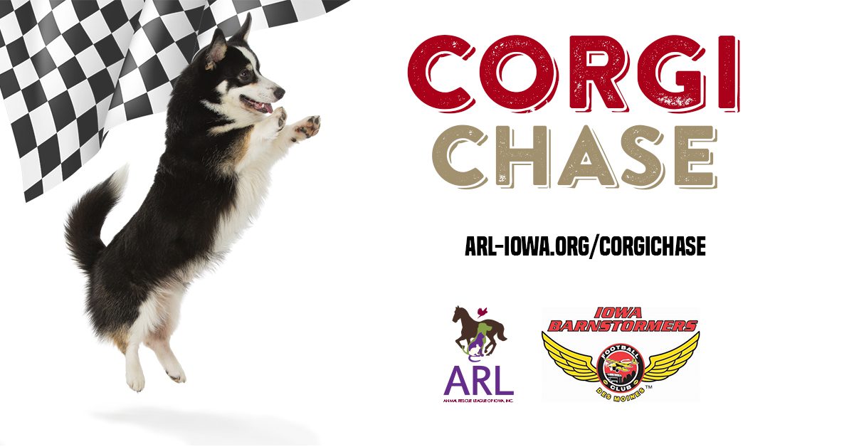 Corgi Chase