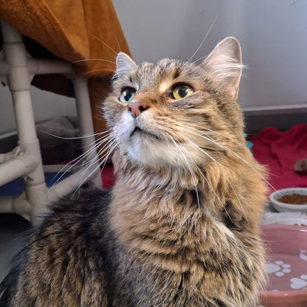 Dallas -- Bonded Buddies With Archie