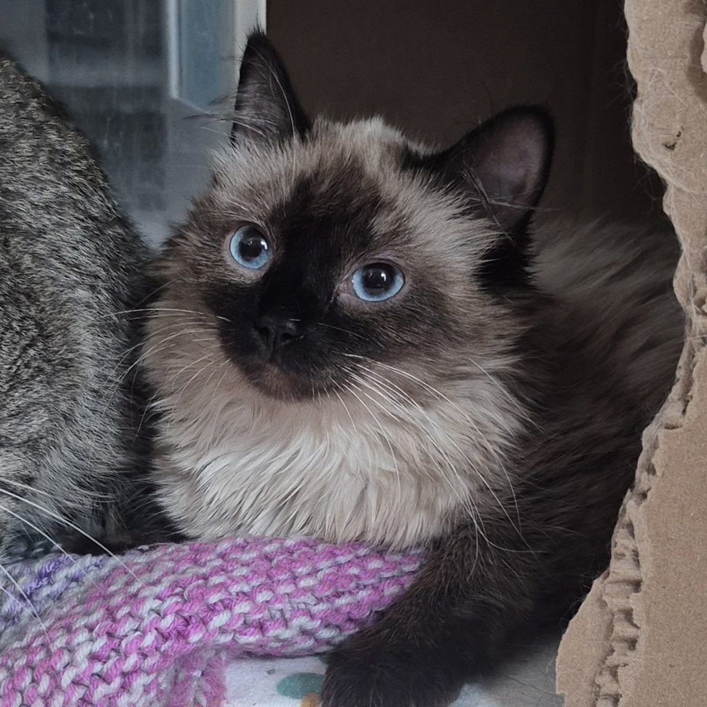 Emerald - Bonded With Ruby