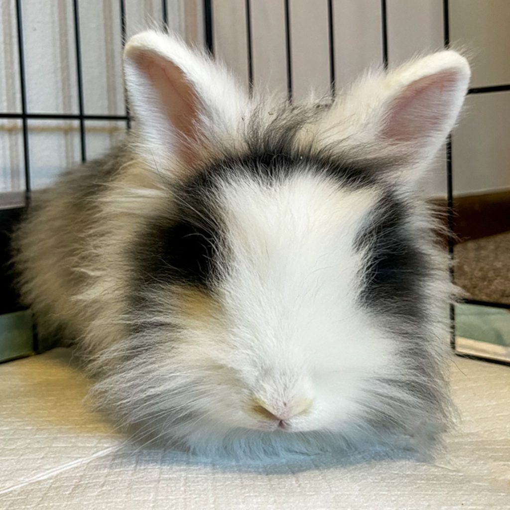 Fancy Nancy -- Bonded Buddy With Amelia Bedelia