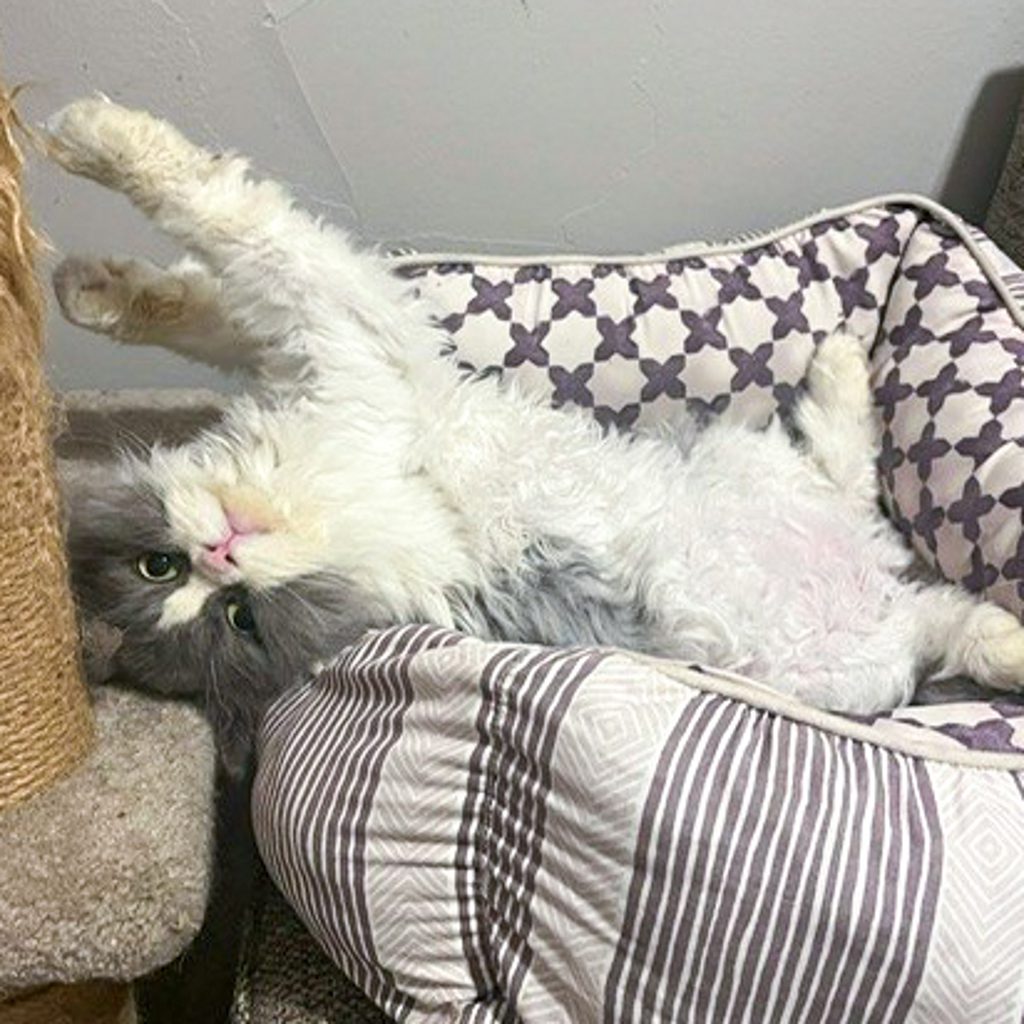 Fozzie -- Bonded Buddy With Frankie