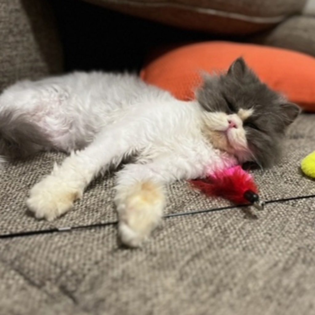 Fozzie -- Bonded Buddy With Frankie