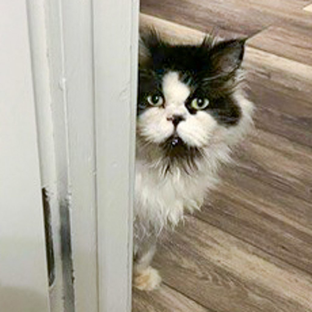 Frankie -- Bonded Buddy With Fozzie