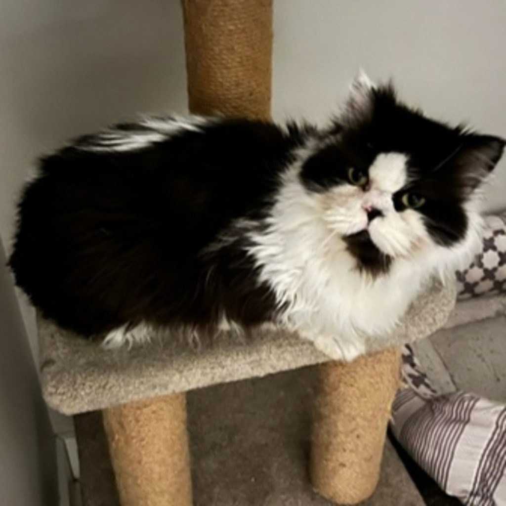 Frankie -- Bonded Buddy With Fozzie