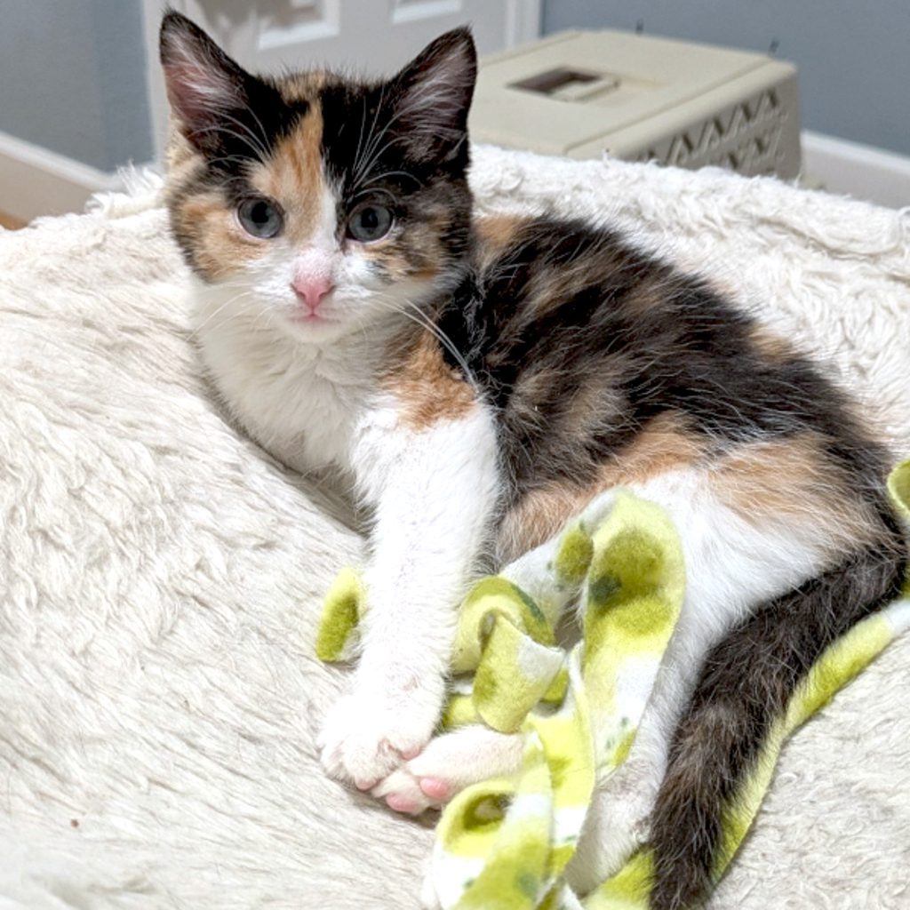 Frida -- Bonded Buddy With Monet