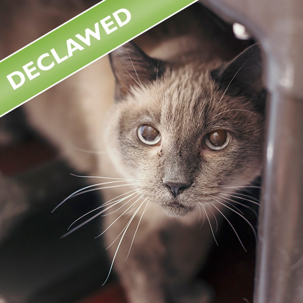 Fuzzy -- Bonded Buddy With Chatta