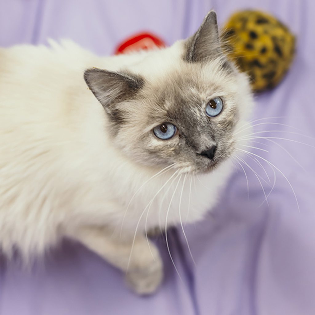 Georgia -- Bonded Buddies With Eden