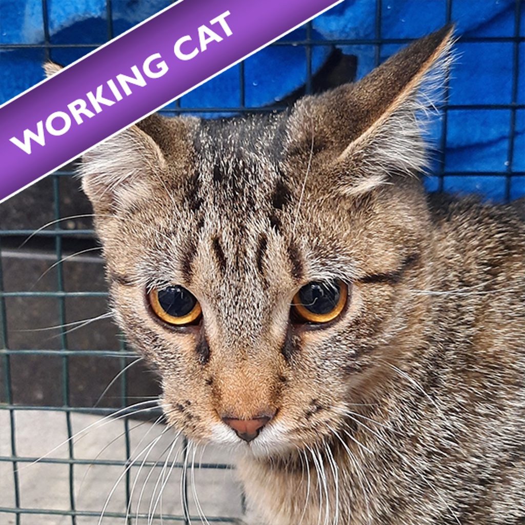 Goodyear - Bonded With Bridgestone