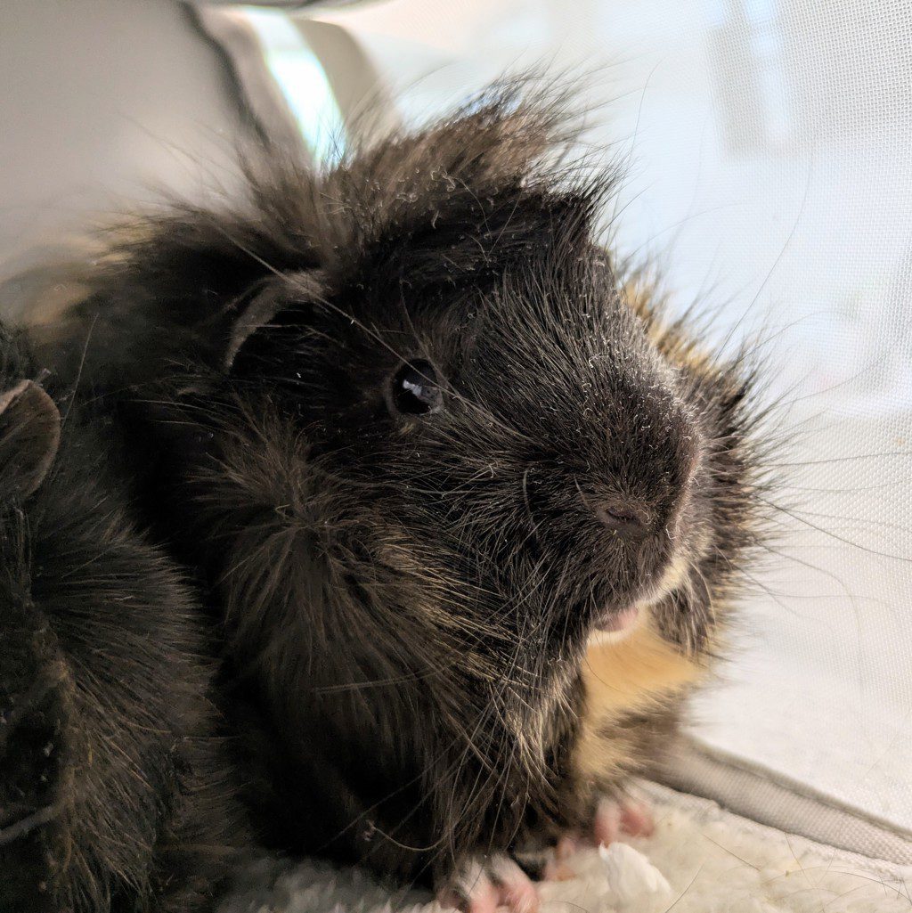 Hawkeye -- Bonded Buddy With Herky