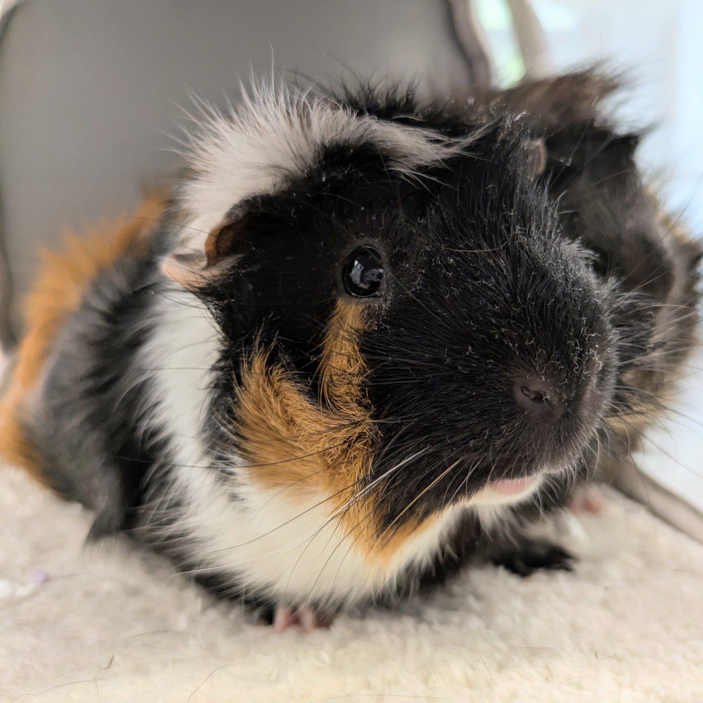 Herky -- Bonded Buddy With Hawkeye