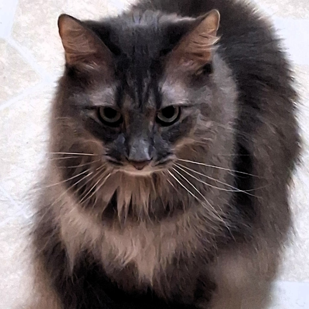 Jill -- Bonded Buddies With Bobbi