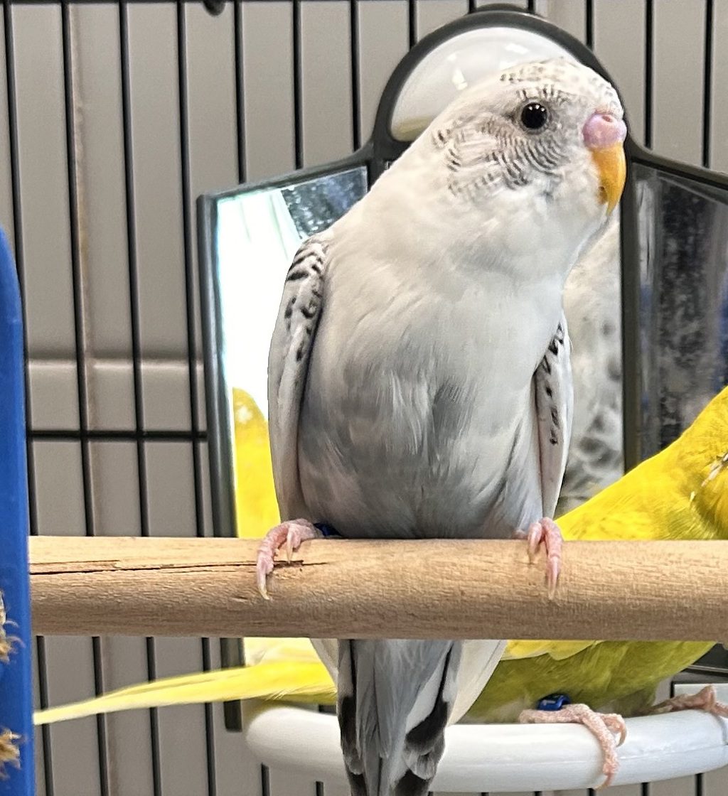 Judy - Bonded Buddy With Tom