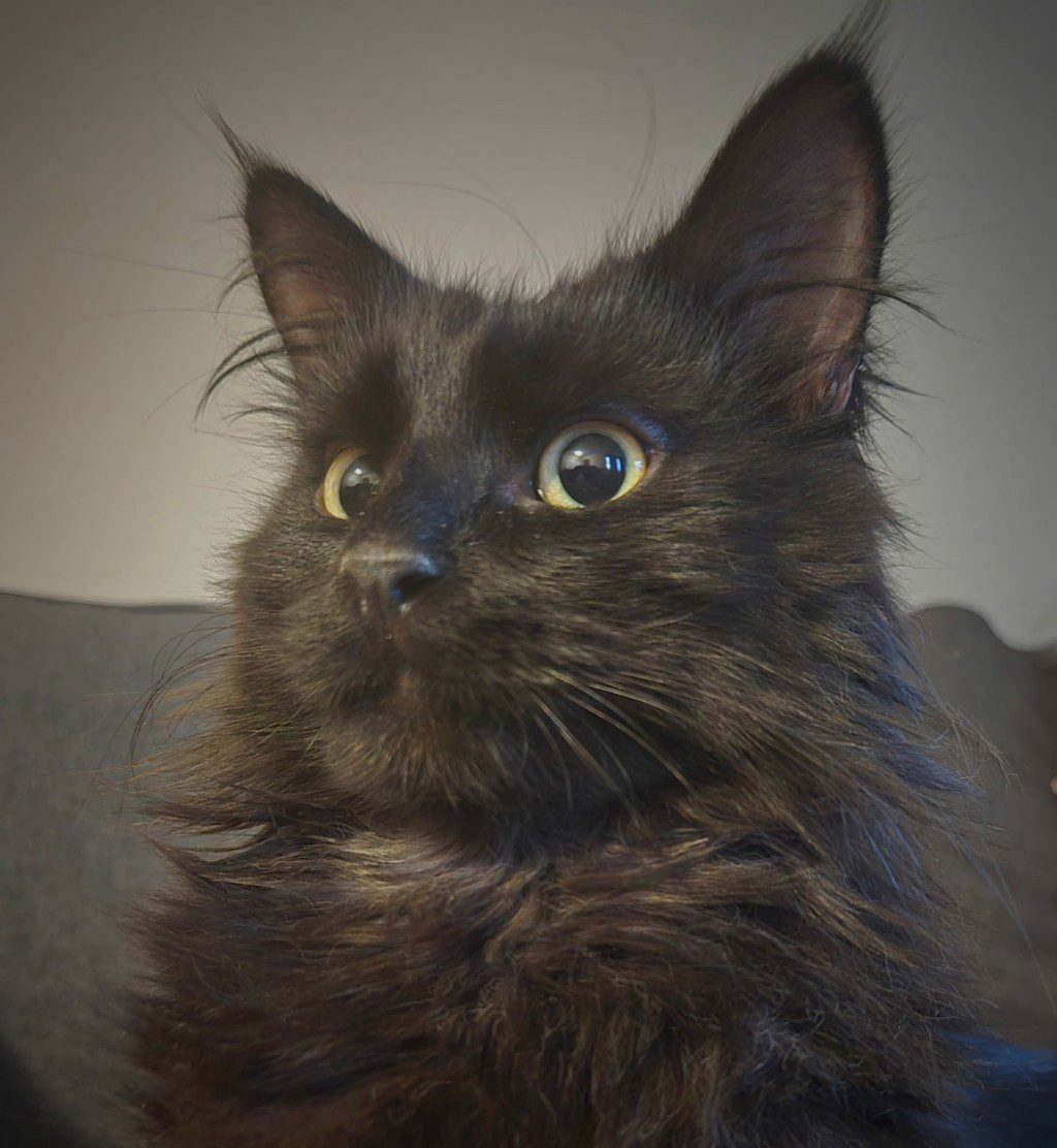 Jupiter - Bonded Buddy With Gigi