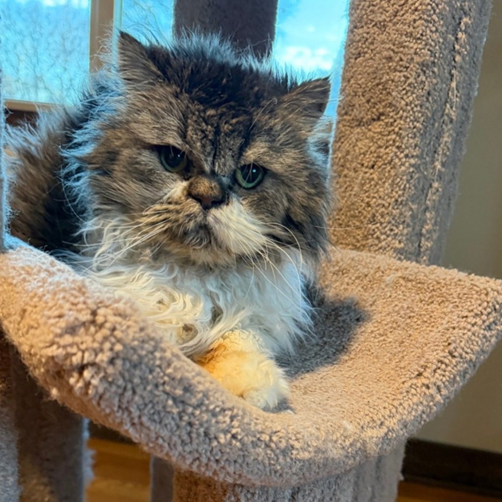 Kristoff -- Bonded Buddy With Shetland