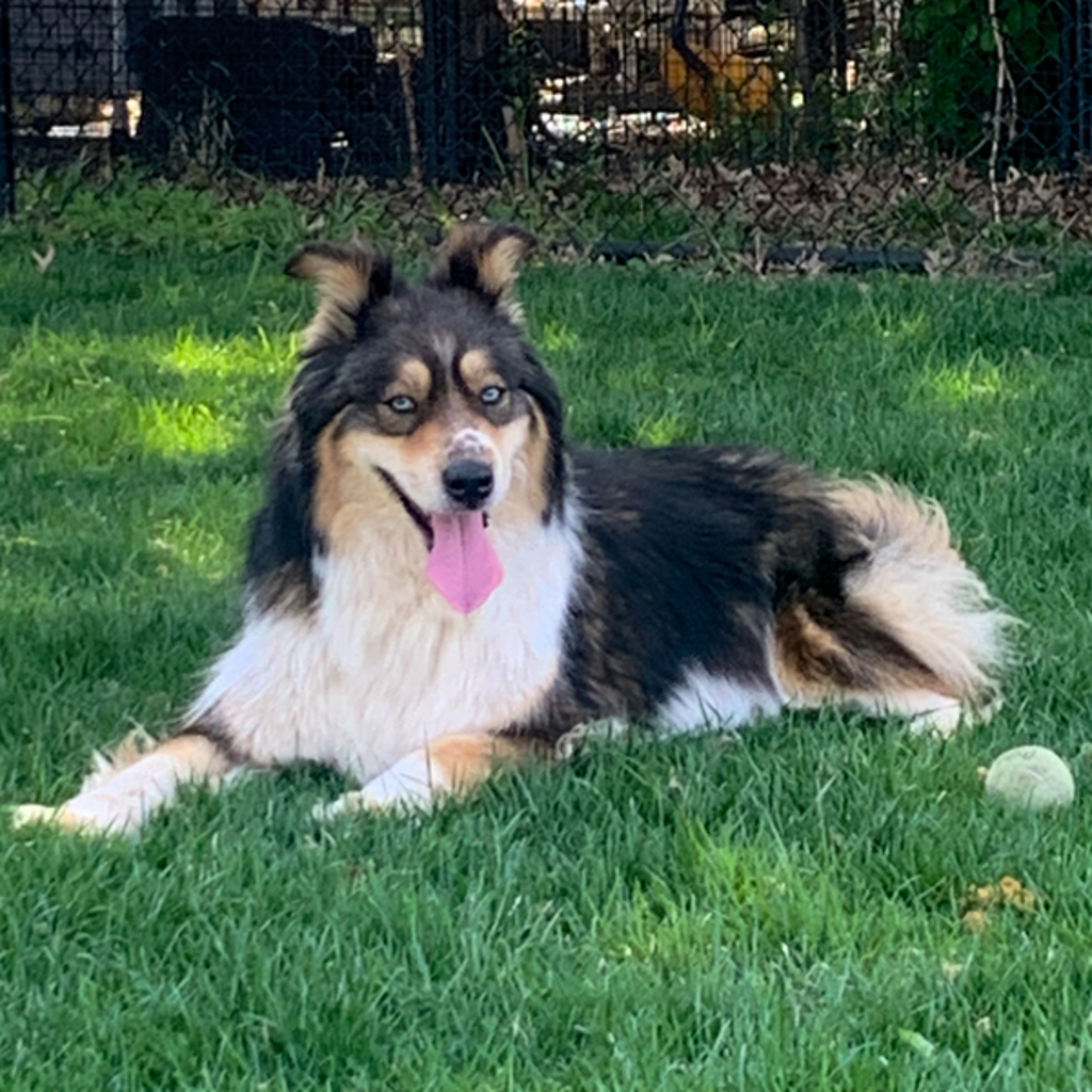 Kuna - Bonded Buddy With Chrome