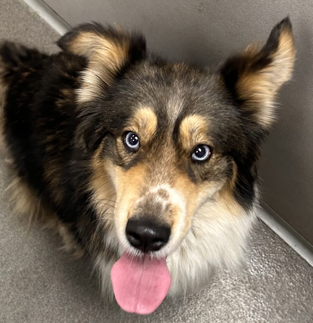 Kuna - Bonded Buddy With Chrome