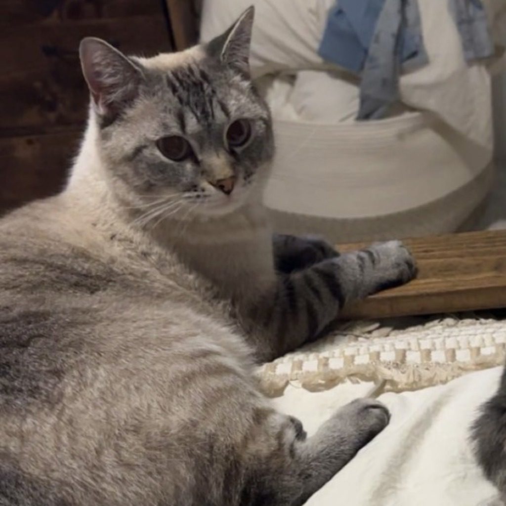 Loki -- Bonded Buddies With Meg