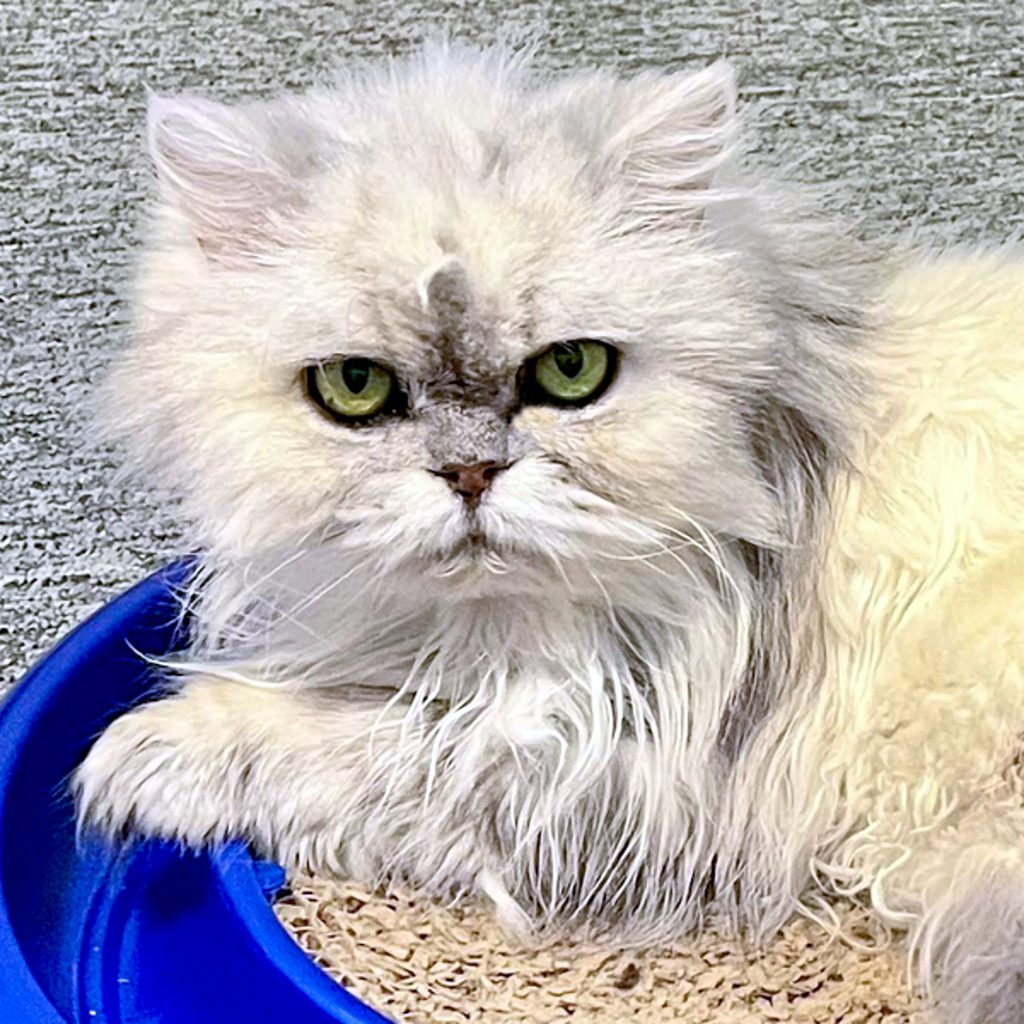 Lulu -- Bonded Buddy With Shermie & Amelia